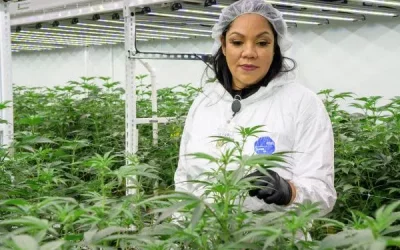 How To Align Medical Marijuana Strains With Specific Conditions: Learn From Dr. Chanda Macias, Scientist, Researcher And Cannabis Pioneer